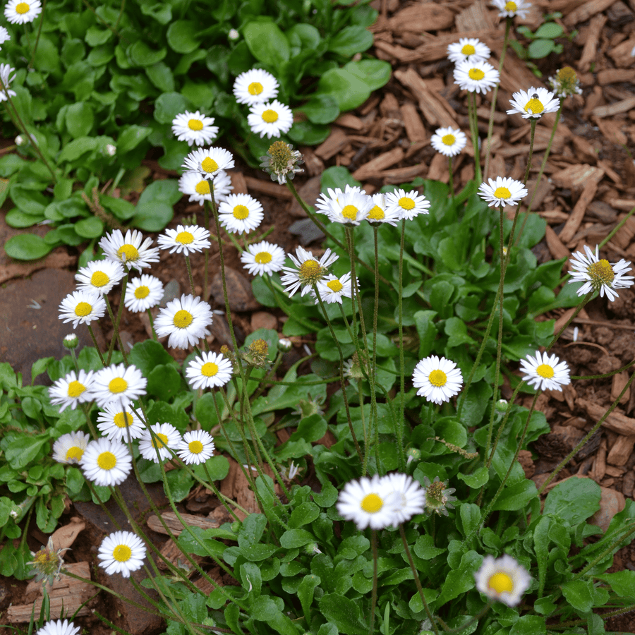 planting english daisy seeds English Daisy Seeds (Bellis perennis)