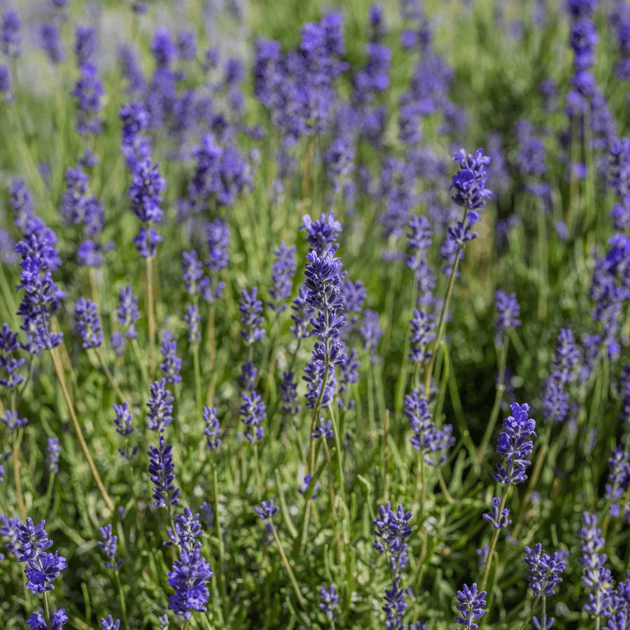lavender seed dispersal English Lavender Seeds (Lavandula angustifolia)