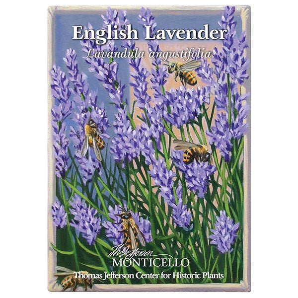 organic english lavender seeds English Lavender Seeds (Lavandula angustifolia) – Monticello Shop