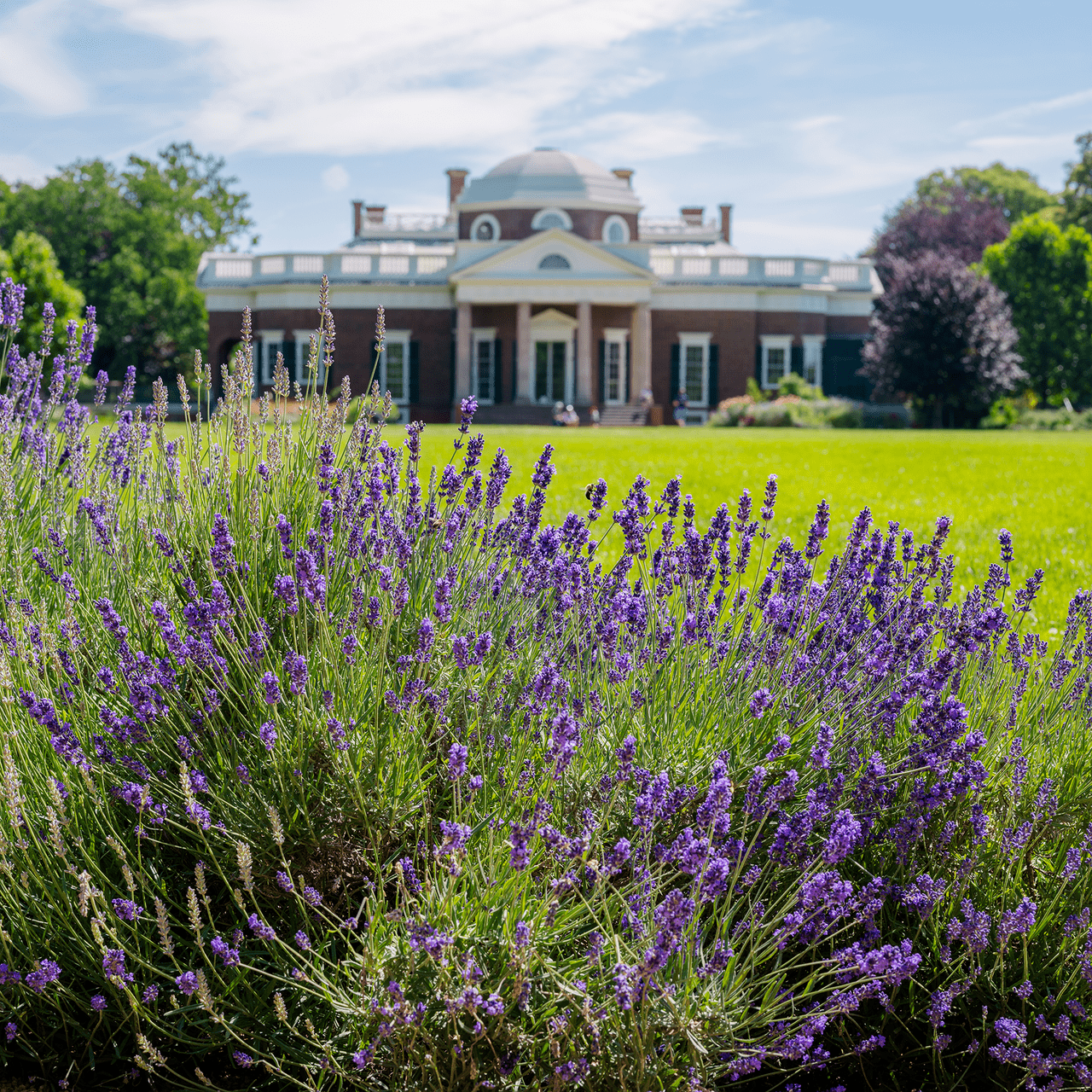 Monticello Shop English Lavender Seeds - Thumbnail 3