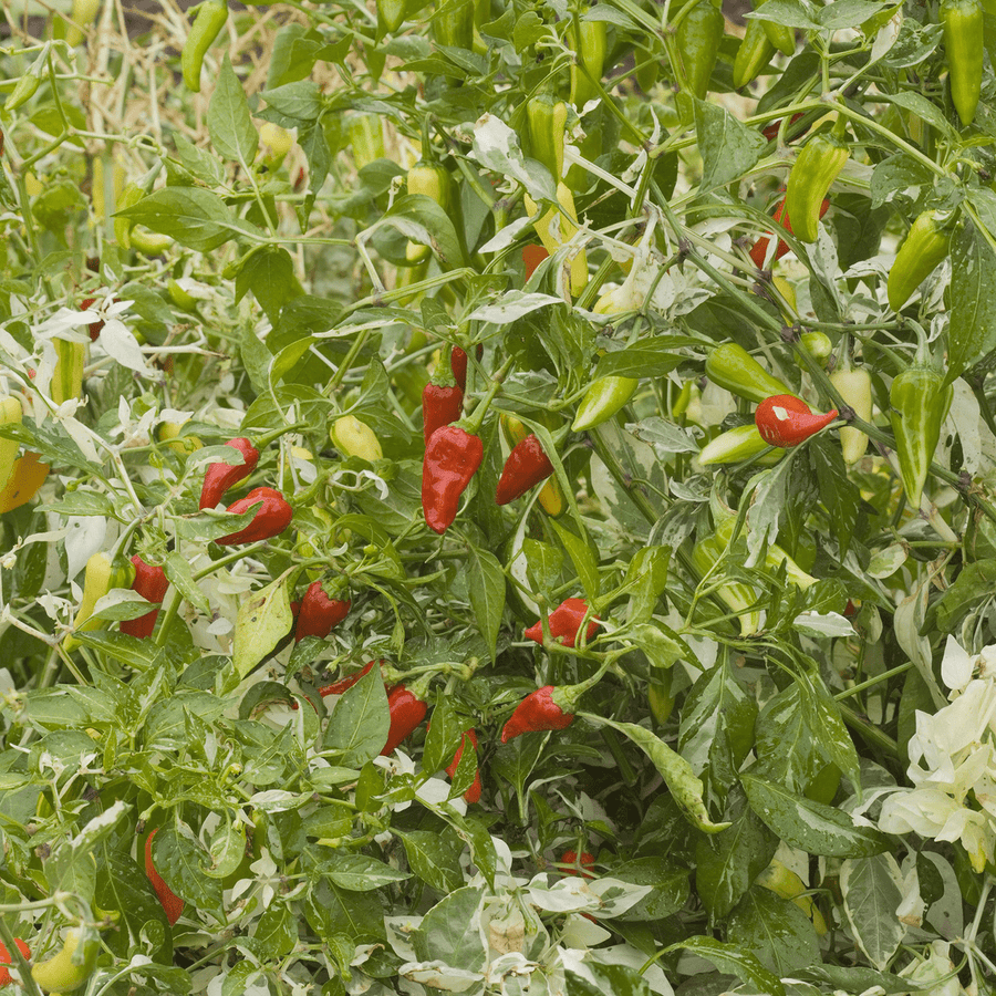 fish fertilizer pepper plants Fish Pepper Seeds (Capsicum annuum) – Monticello Shop
