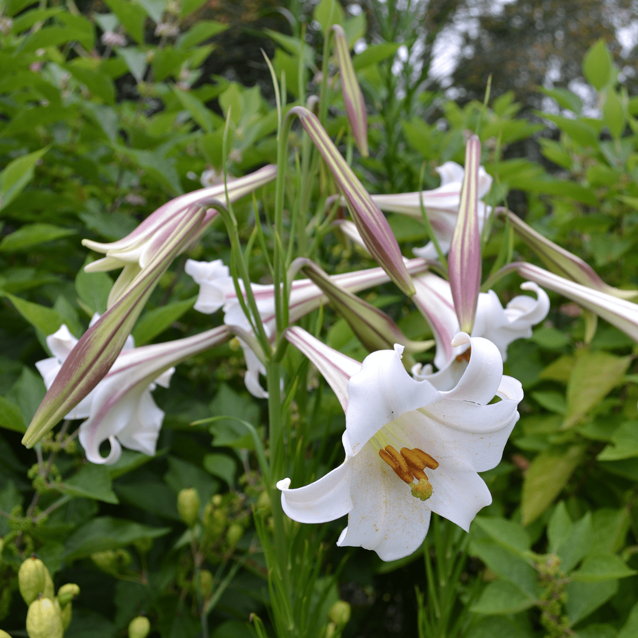 white lily seed Formosa Lily Seeds (Lilium formosanum) – Monticello Shop