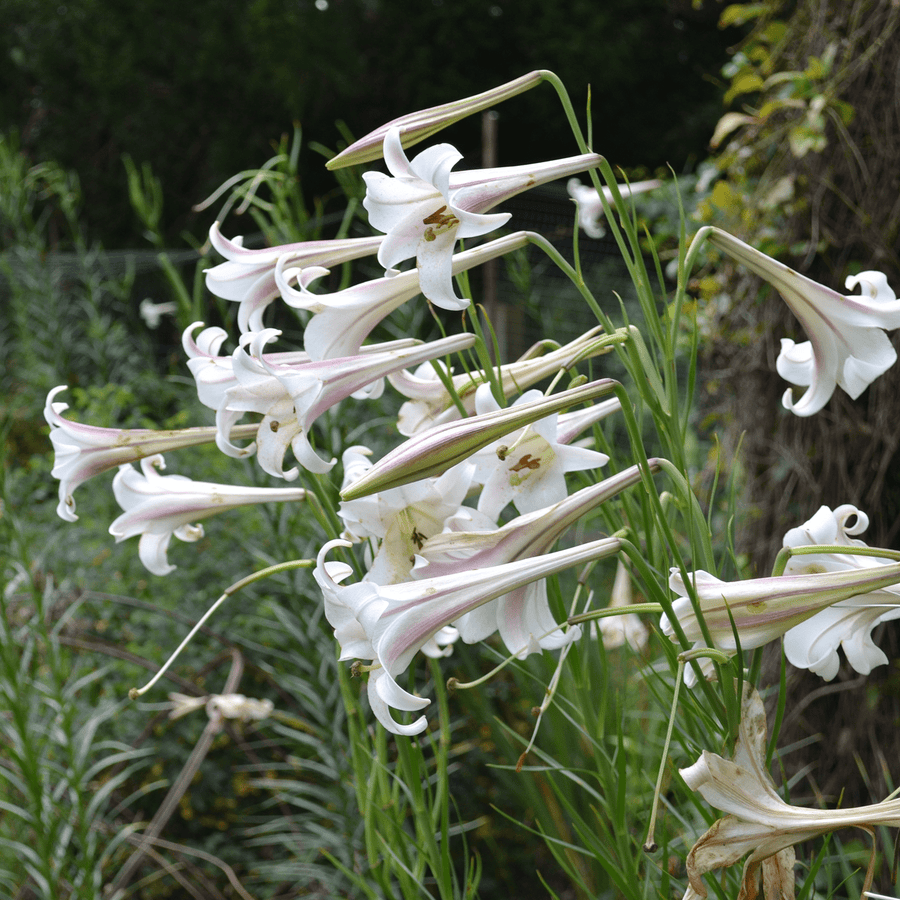 where are the seeds in a lily flower Formosa Lily Seeds (Lilium formosanum)