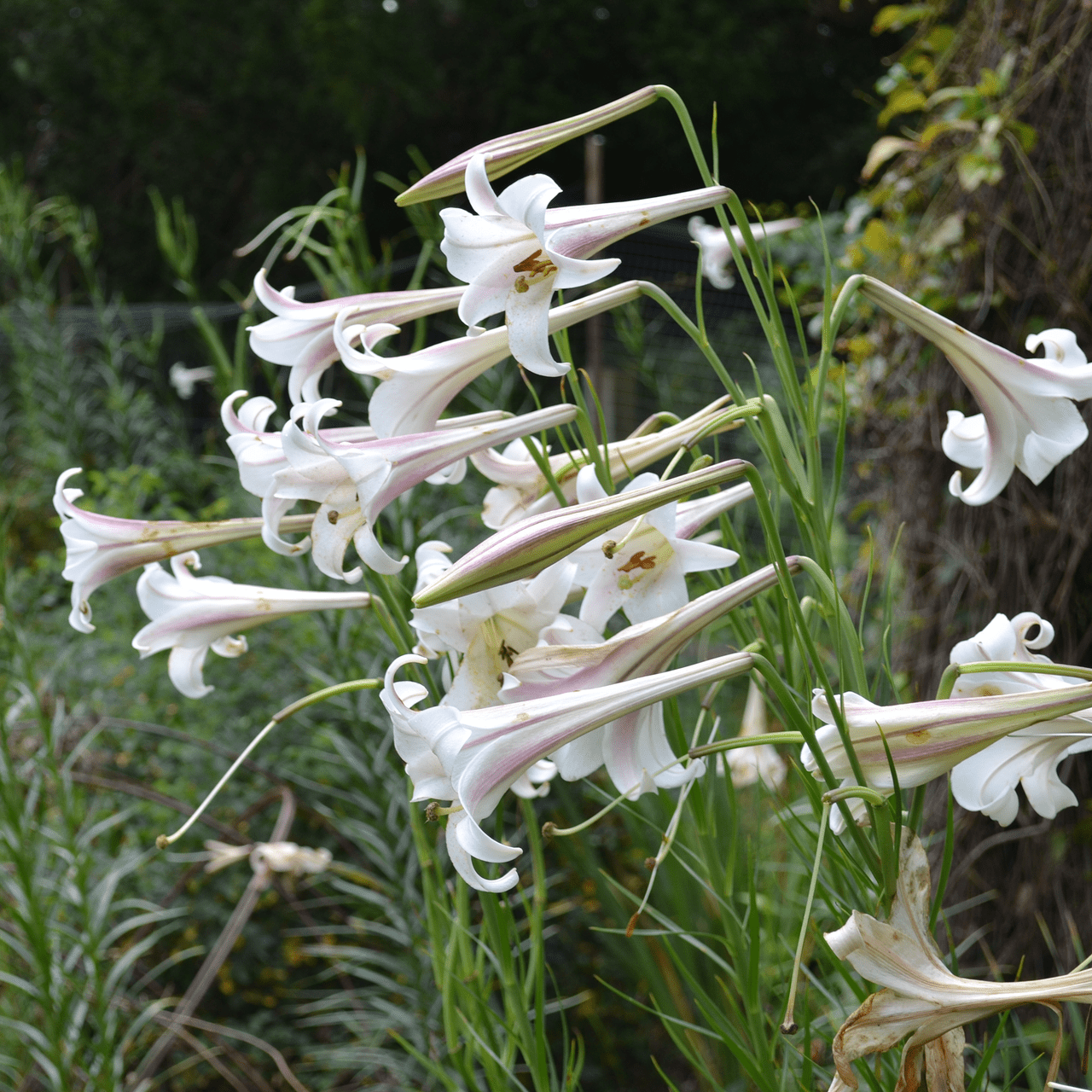 lilium flower seeds Formosa Lily Seeds (Lilium formosanum) – Monticello Shop