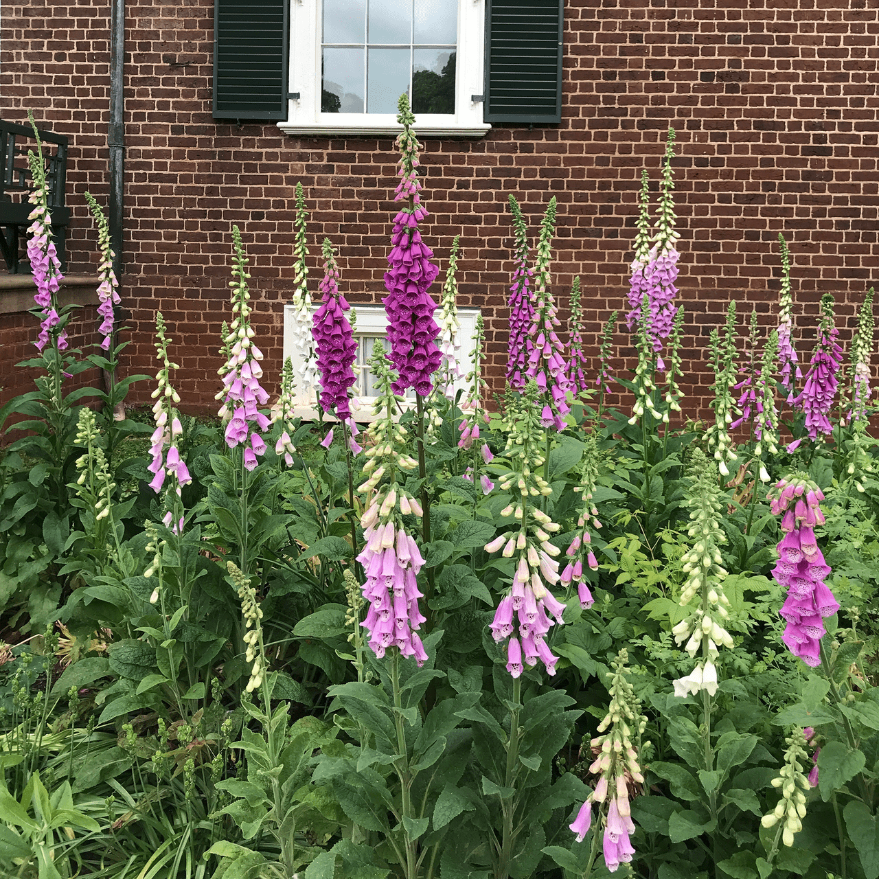 Monticello Shop Foxglove Seeds - Thumbnail 2