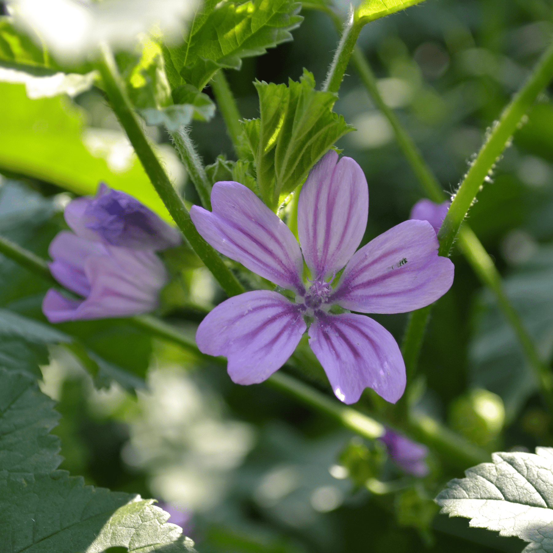 planting malva seeds French Mallow Seeds (Malva sylvestris)
