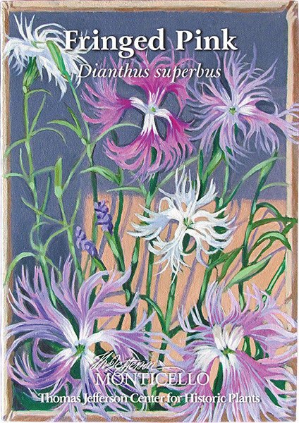garden pinks seeds Fringed Pink Seeds (Dianthus superbus) – Monticello Shop