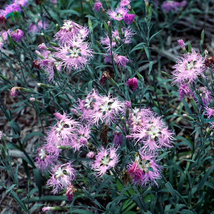 Fringed Pink Seeds (Dianthus superbus)