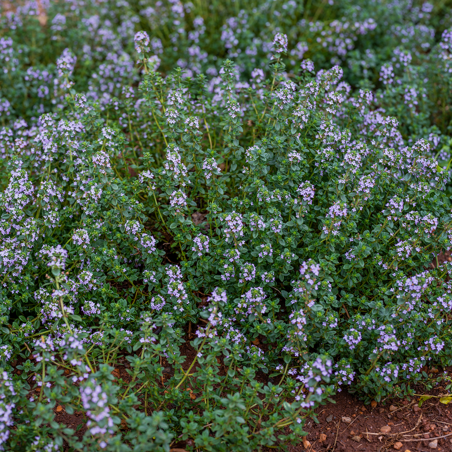 Thyme Seeds (Thymus vulgaris)