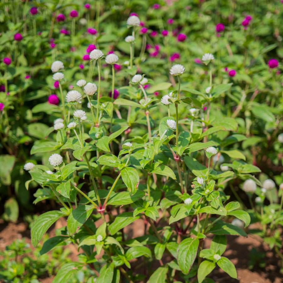 Gomphrena Seeds