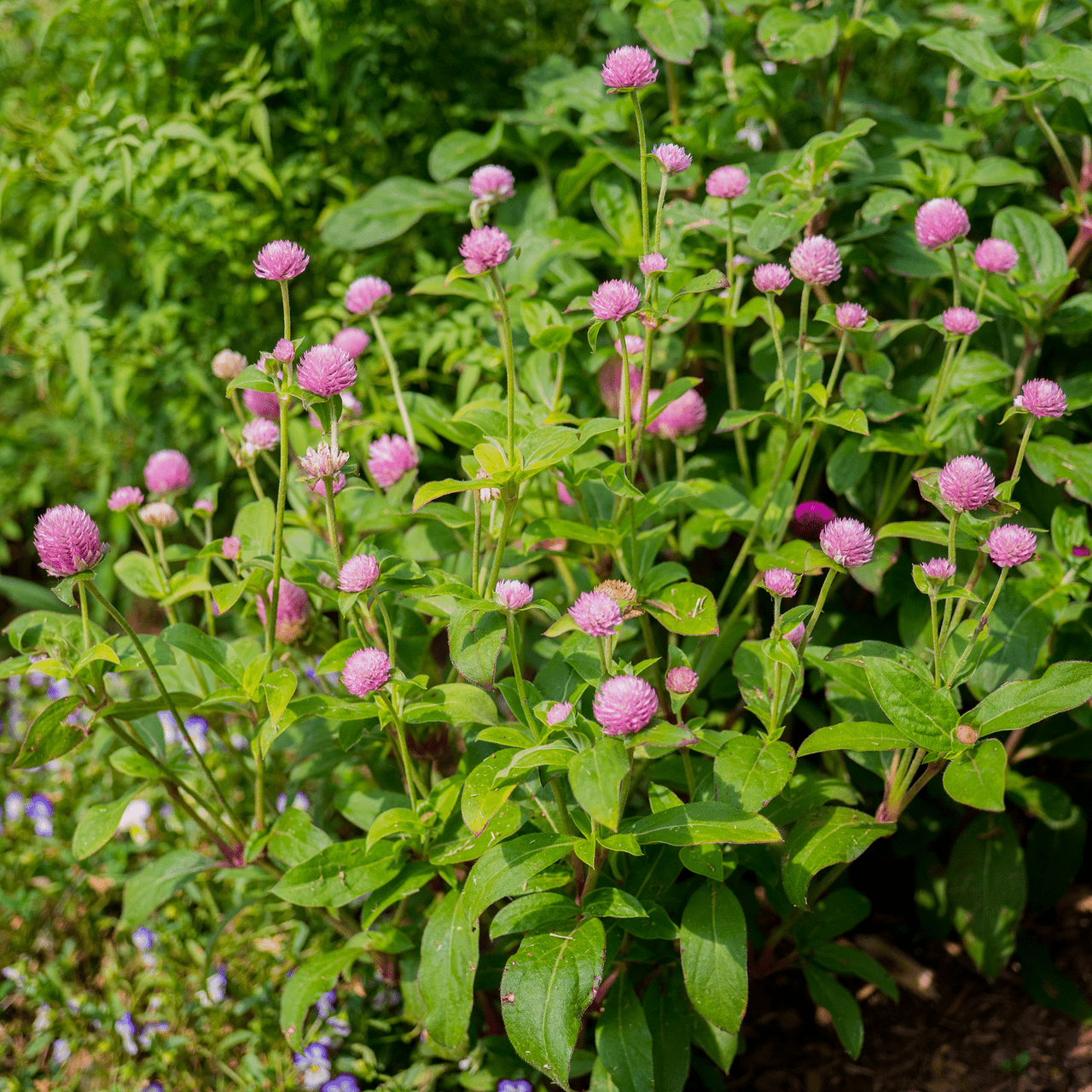 Monticello Shop Globe Amaranth Seeds - Thumbnail 3