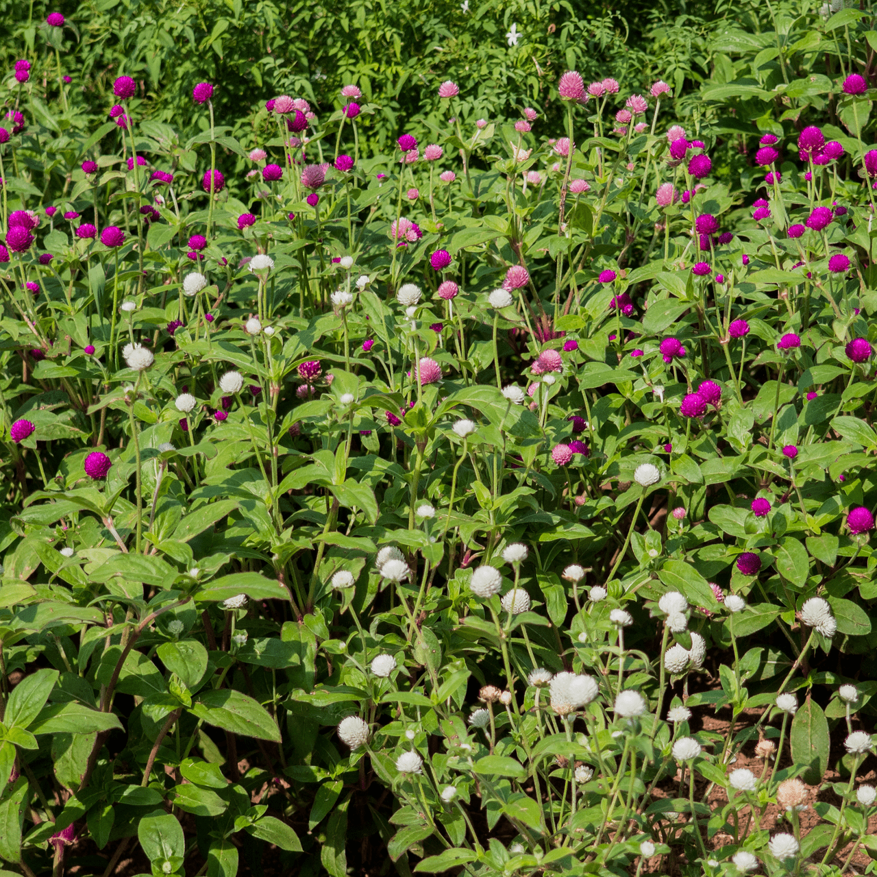 Monticello Shop Globe Amaranth Seeds - Thumbnail 5