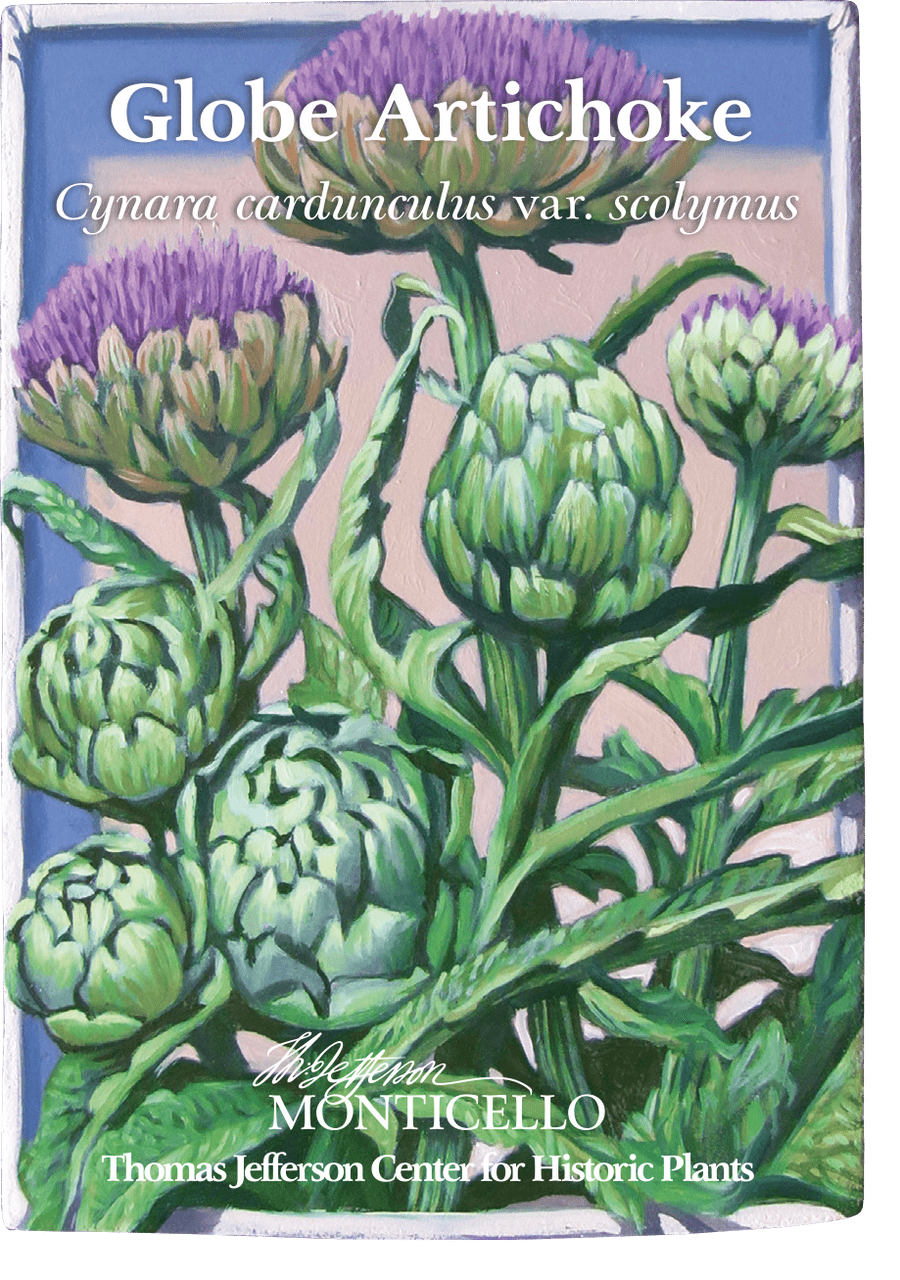 artichoke plant seeds Globe Artichoke Seeds (Cynara cardunculus var. scolymus) – Monticello Shop