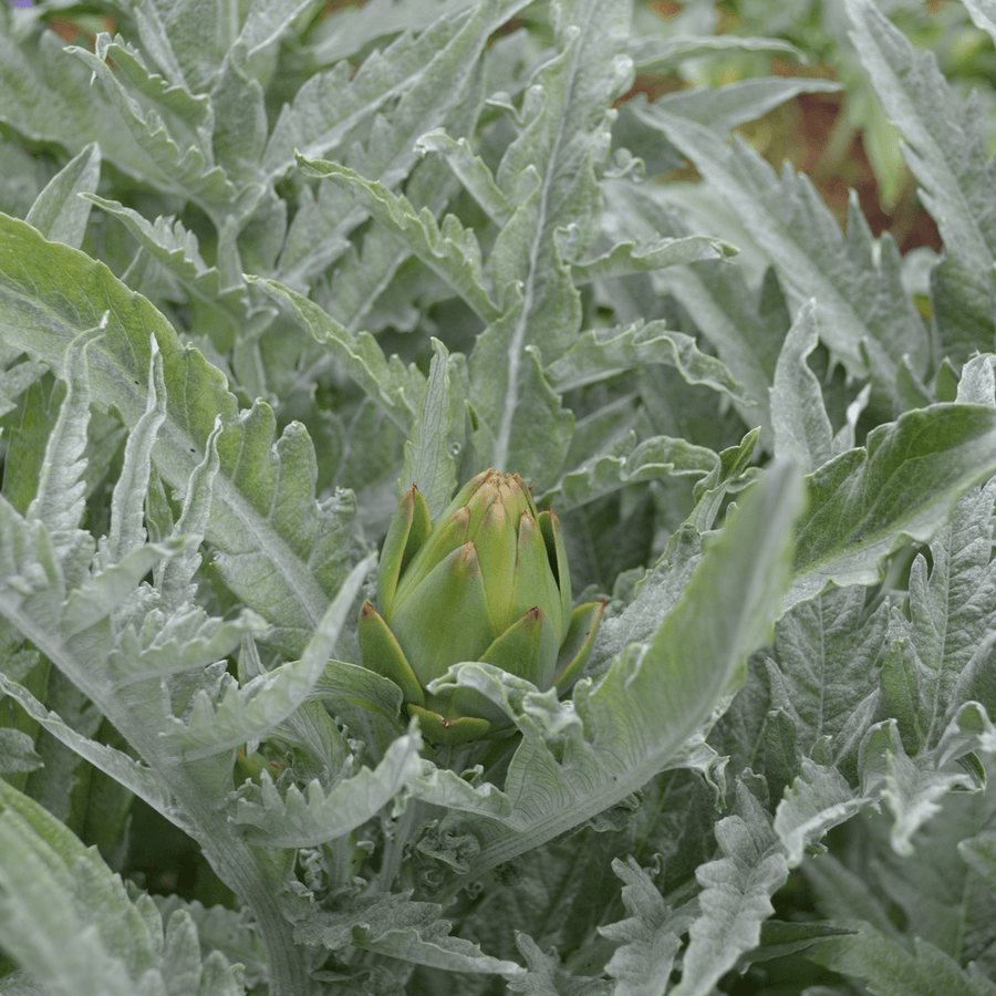 plant artichoke seeds Globe Artichoke Seeds (Cynara cardunculus var. scolymus)
