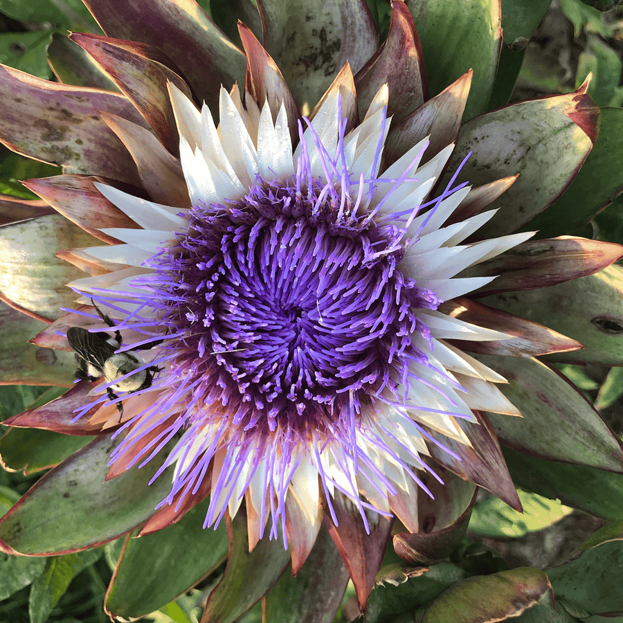 artichoke plant seeds Globe Artichoke Seeds (Cynara cardunculus var. scolymus)