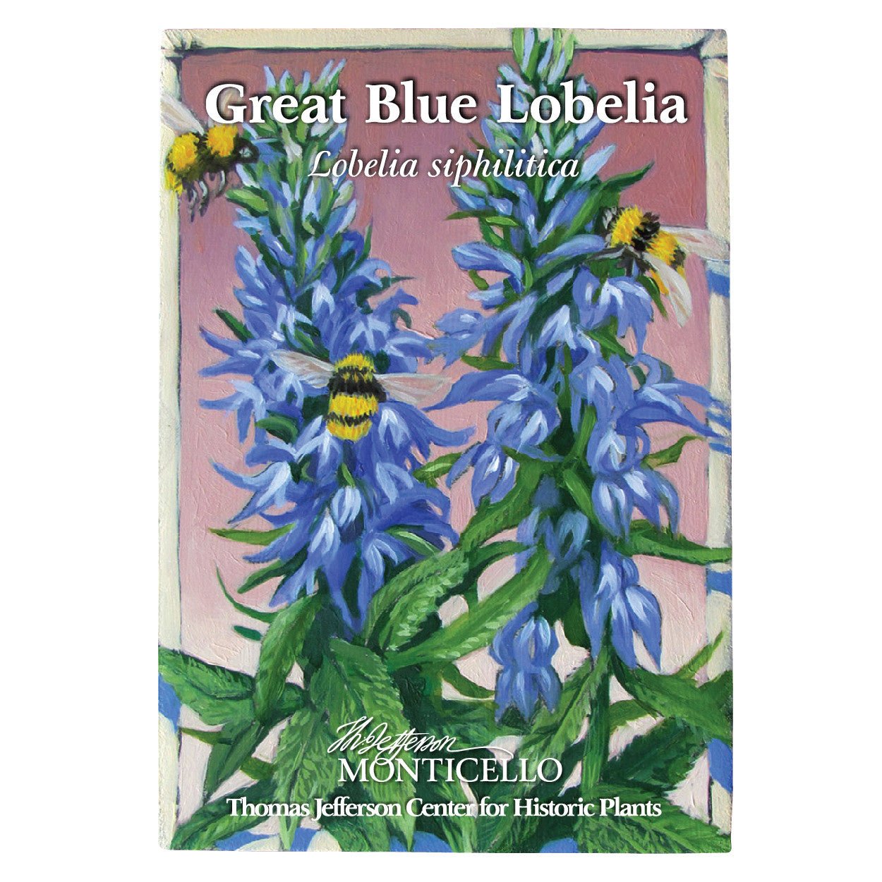500 Great Blue Lobelia (Lobelia Siphilitica) Flower Seeds - Upright Perennial