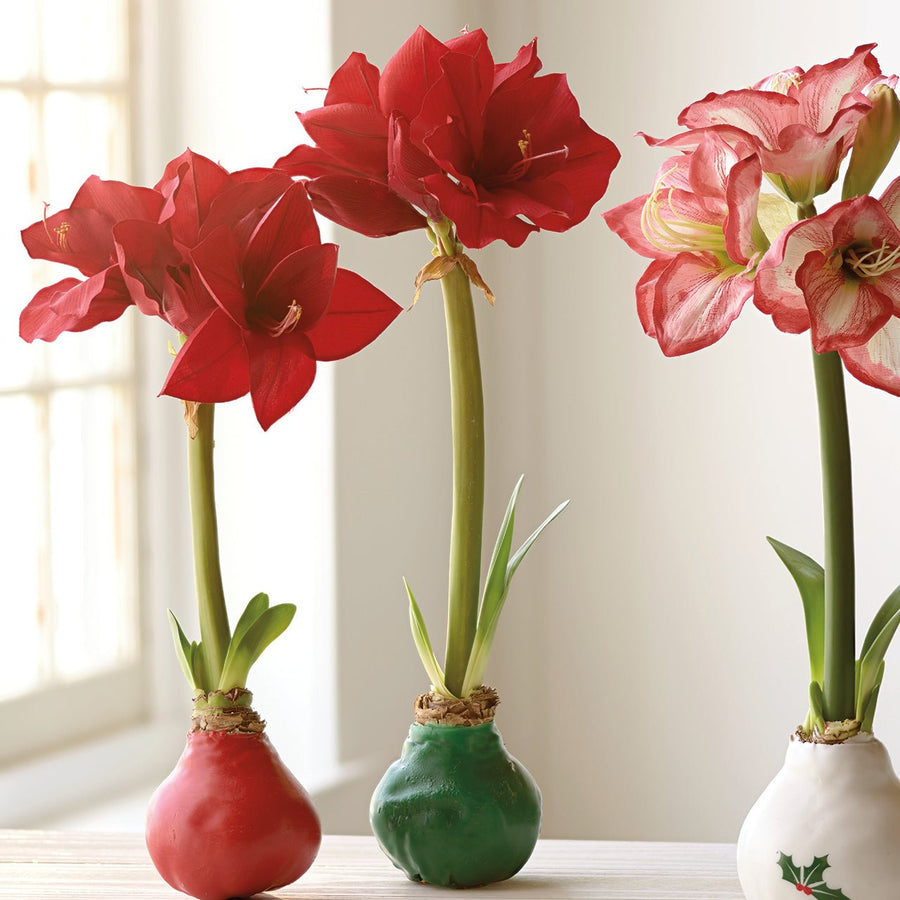 Green Wax Amaryllis Bulb - Monticello Shop