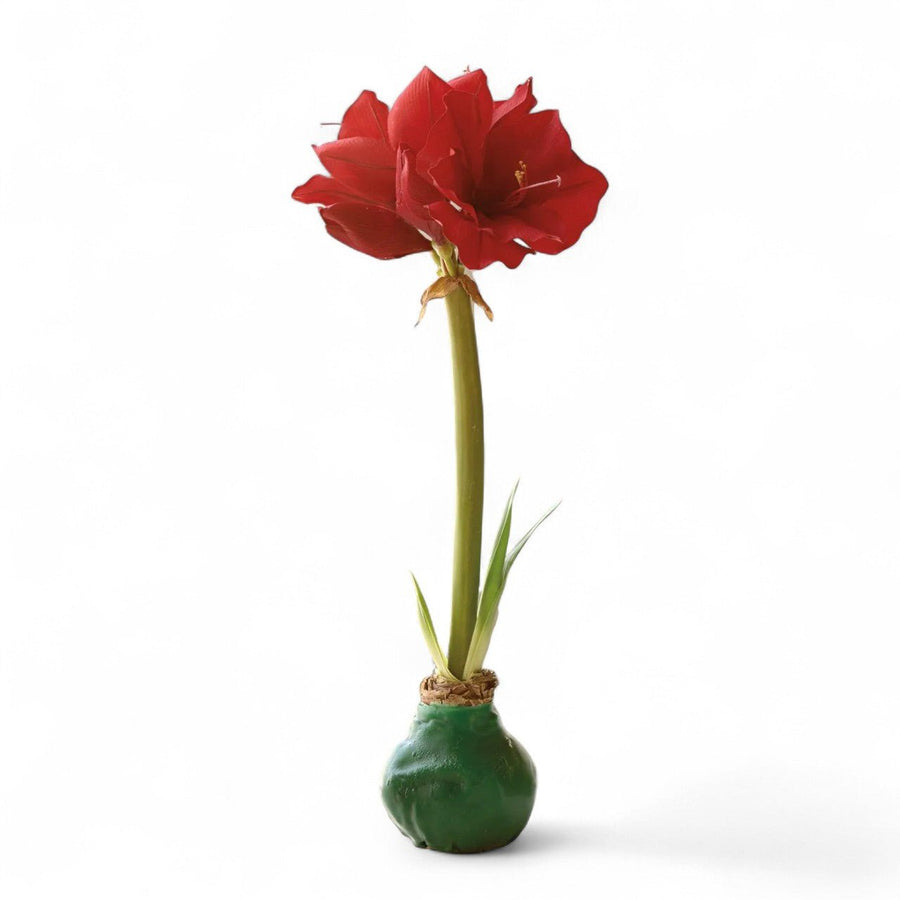 Green Wax Amaryllis Bulb - Monticello Shop