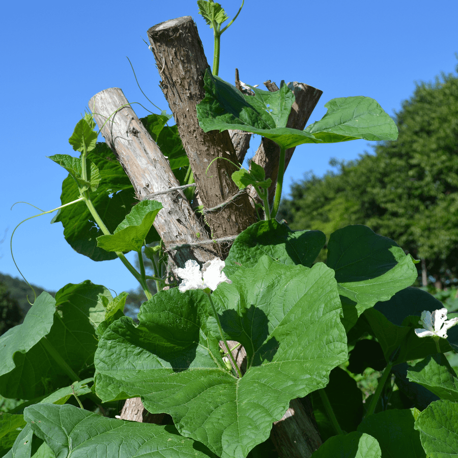 snake gourd plant leaf Guinea Bean or Snake Gourd Seeds (Lagenaria siceraria var.) – Monticello Shop
