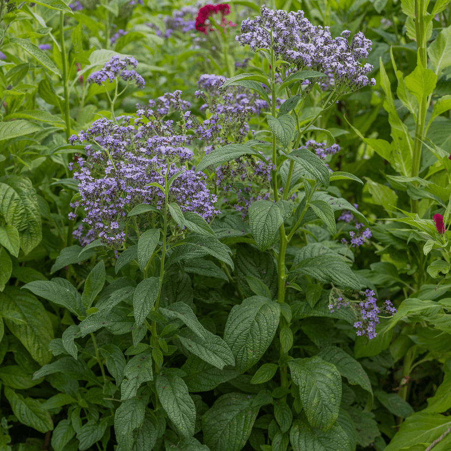 planting heliotrope seeds Heliotrope Seeds (Heliotropium arborescens)