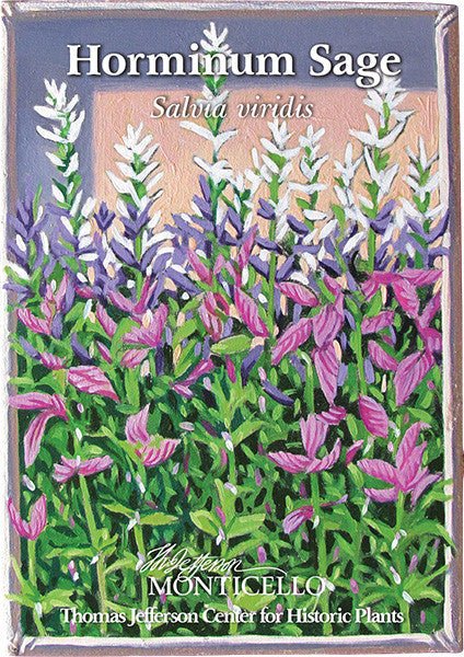salvia flower seeds Horminum Sage Seeds (Salvia viridis) – Monticello Shop