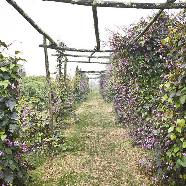 Hyacinth Bean Seeds (Dolichos lablab)