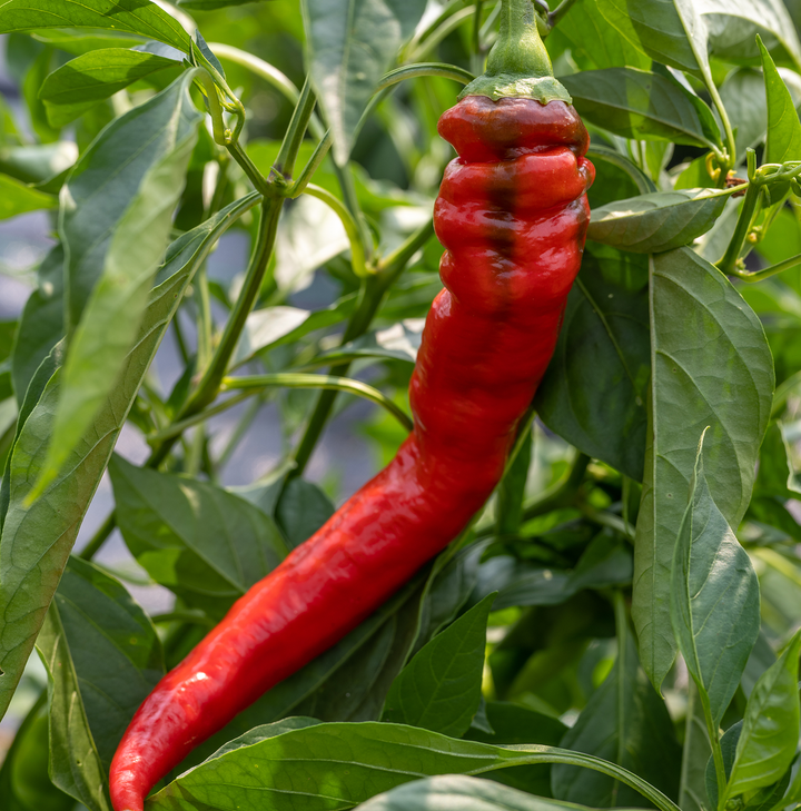 Jimmy Nardello's Sweet Pepper Seeds (Capsicum annuum var. annuum)