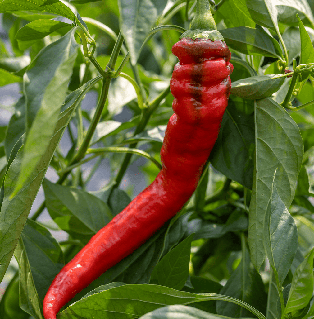Jimmy Nardello's Sweet Pepper Seeds (Capsicum annuum var. annuum