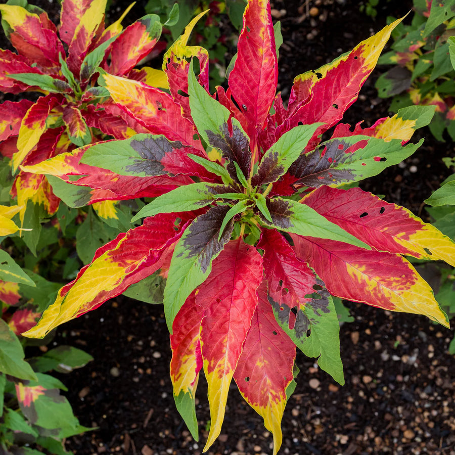 Joseph's Coat Seeds (Amaranthus tricolor)