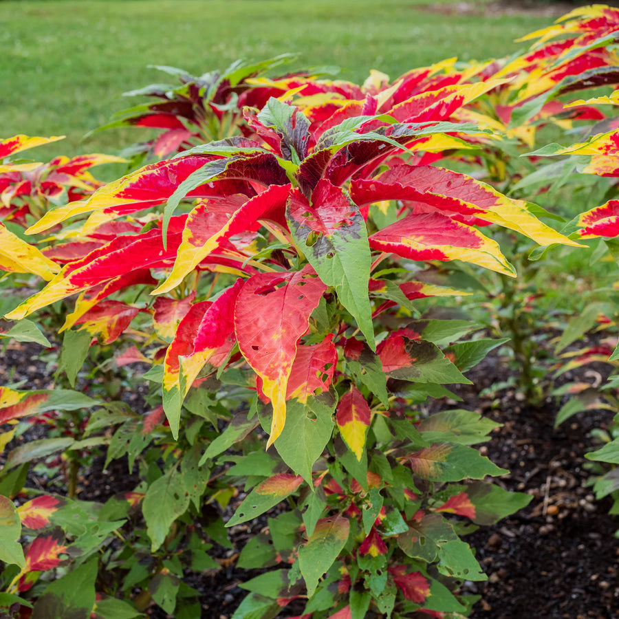 Joseph's Coat Seeds (Amaranthus tricolor)