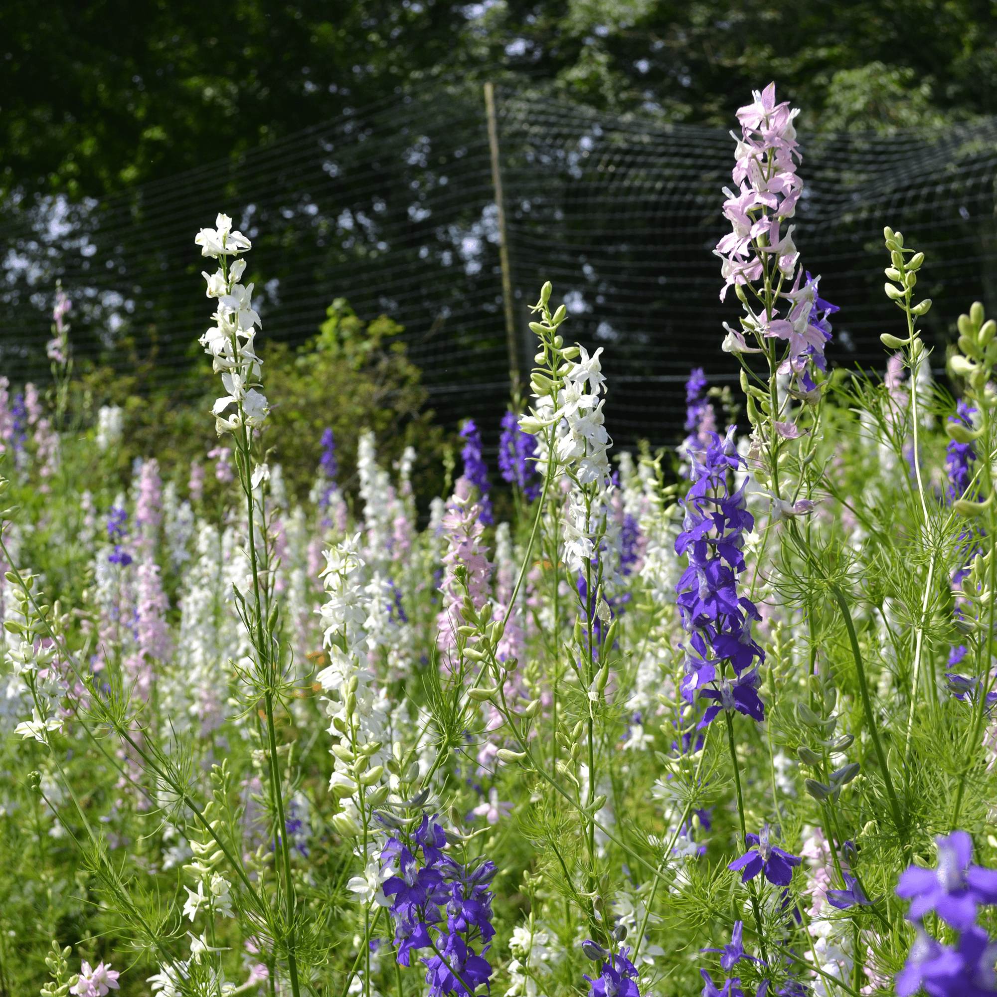 Monticello Shop Larkspur Seeds - Thumbnail 2