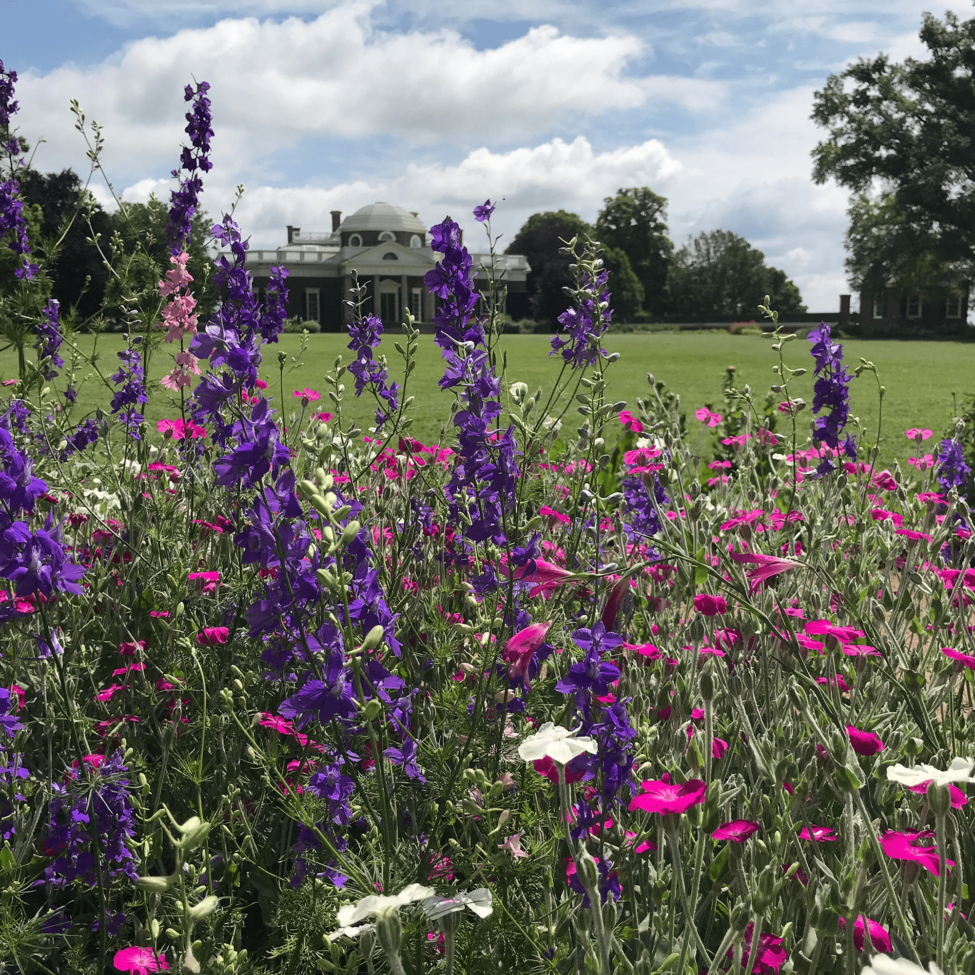 Monticello Shop Larkspur Seeds - Thumbnail 3