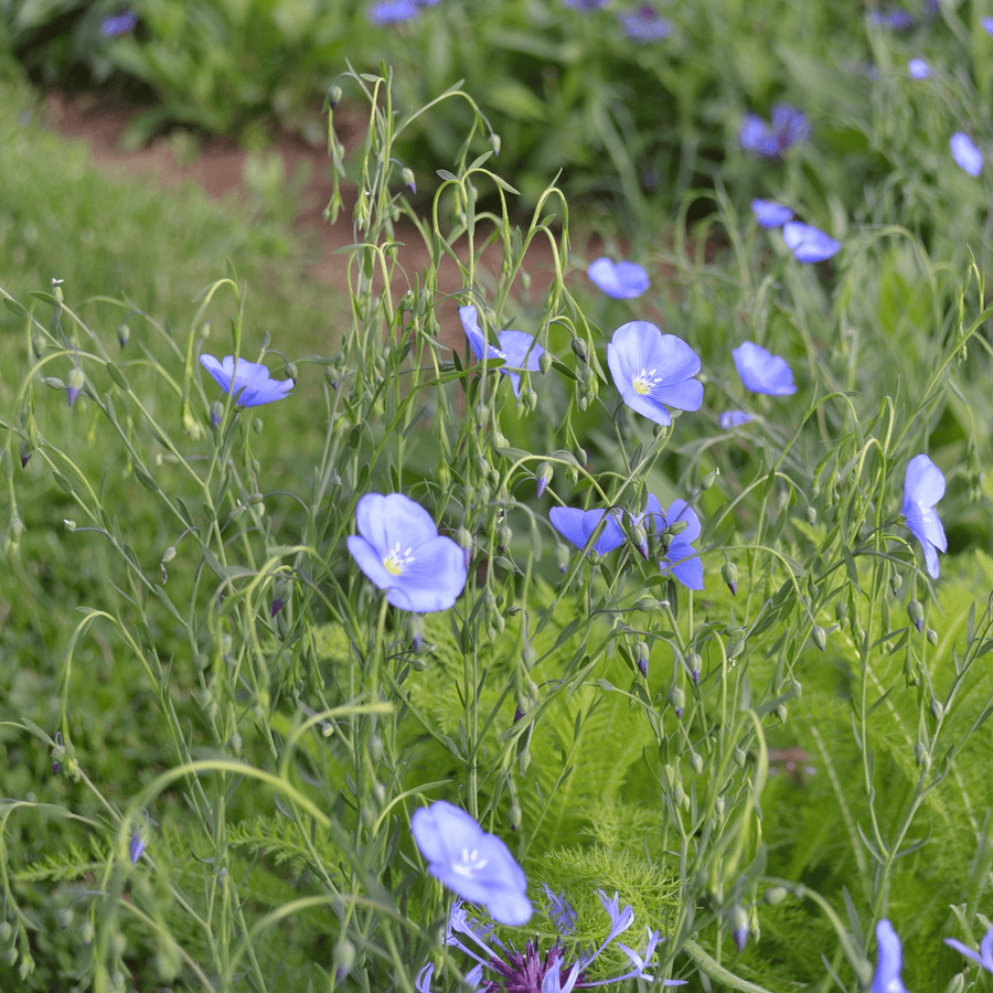 lin lan flower seeds for sale Lewis' Prairie Flax Seeds (Linum perenne lewisii) – Monticello Shop