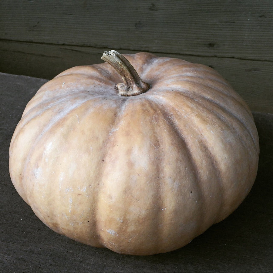 Long Island Winter Squash Seeds (Cucurbita moschata) - Monticello Shop