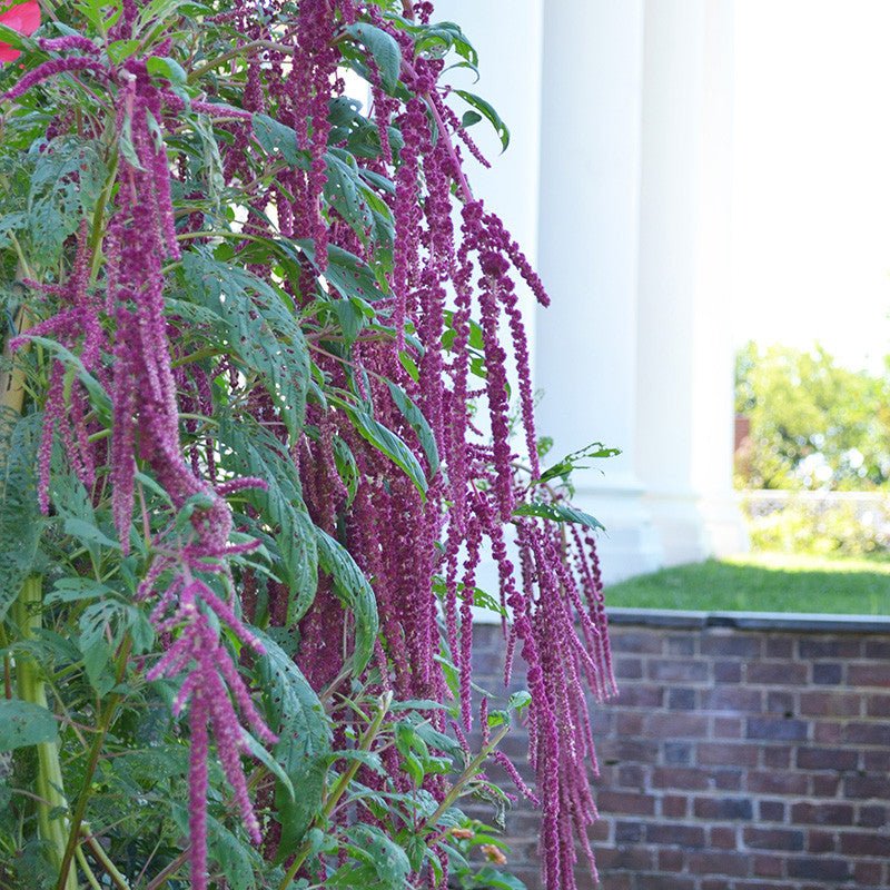 Monticello Shop Love-lies-bleeding Seeds - Thumbnail 4