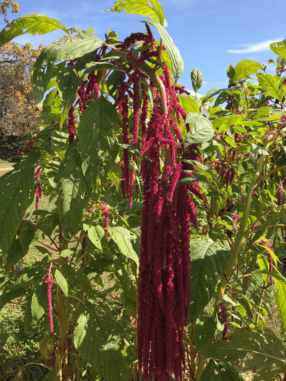 Monticello Shop Love-lies-bleeding Seeds - Thumbnail 3