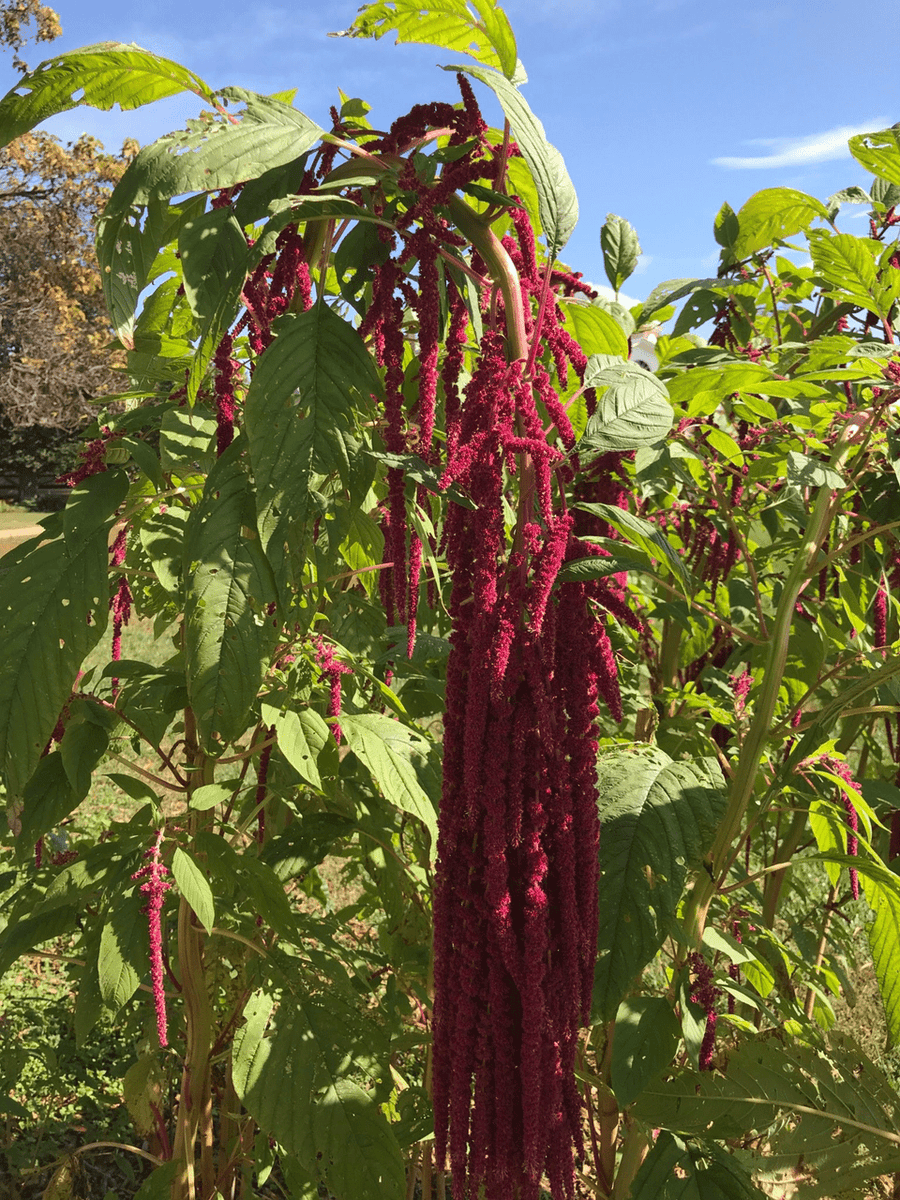 love lies bleeding plant seeds Love-lies-bleeding Seeds (Amaranthus caudatus)