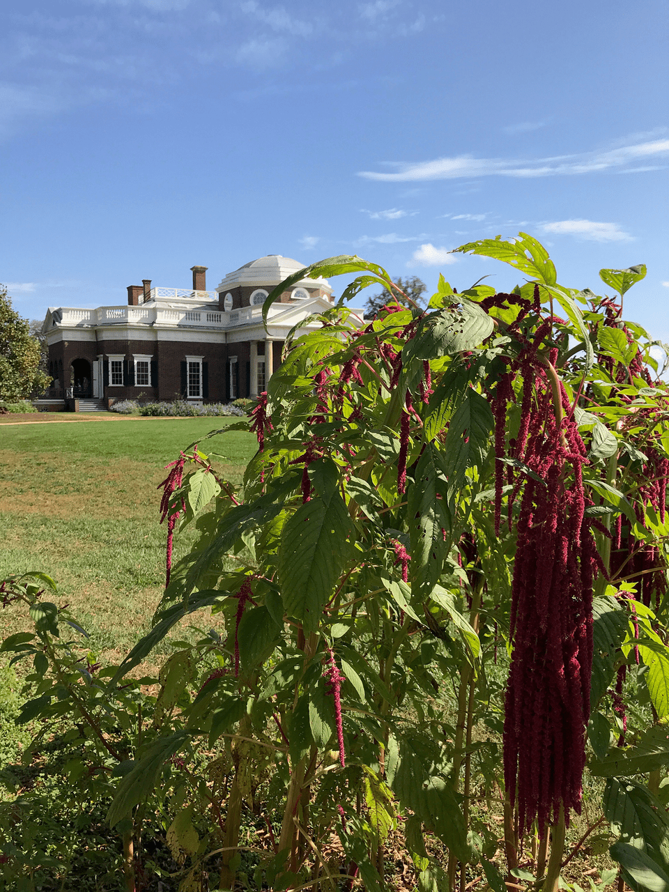 Monticello Shop Love-lies-bleeding Seeds - Thumbnail 2