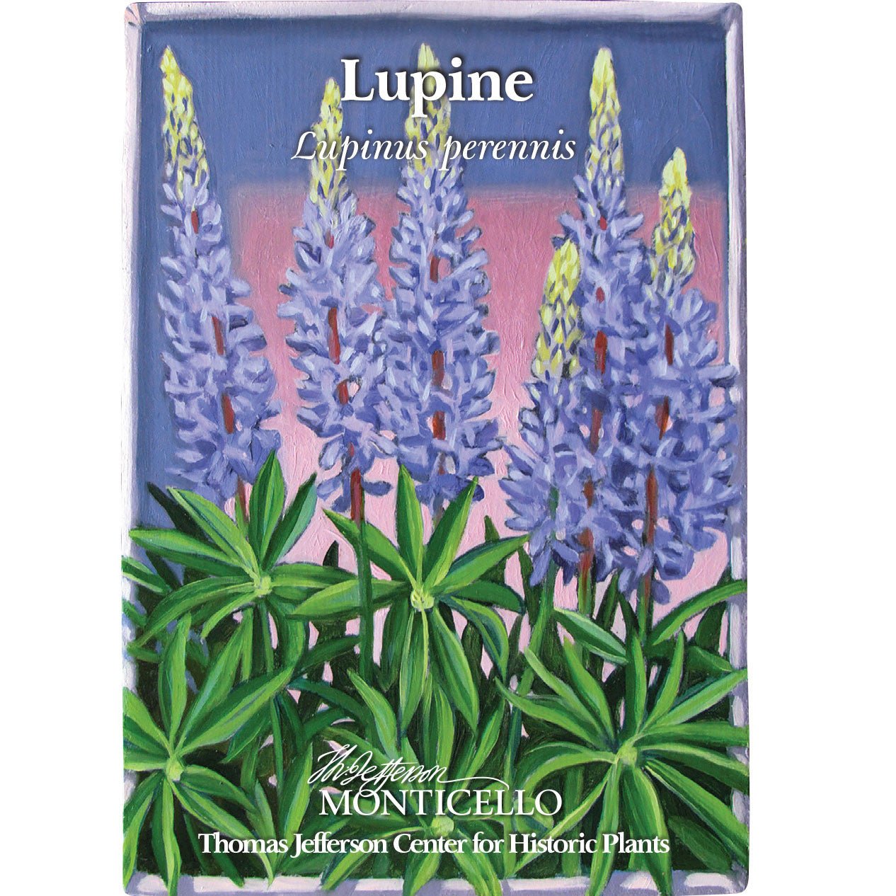Lupine Seeds (Lupinus perennis) – Monticello Shop