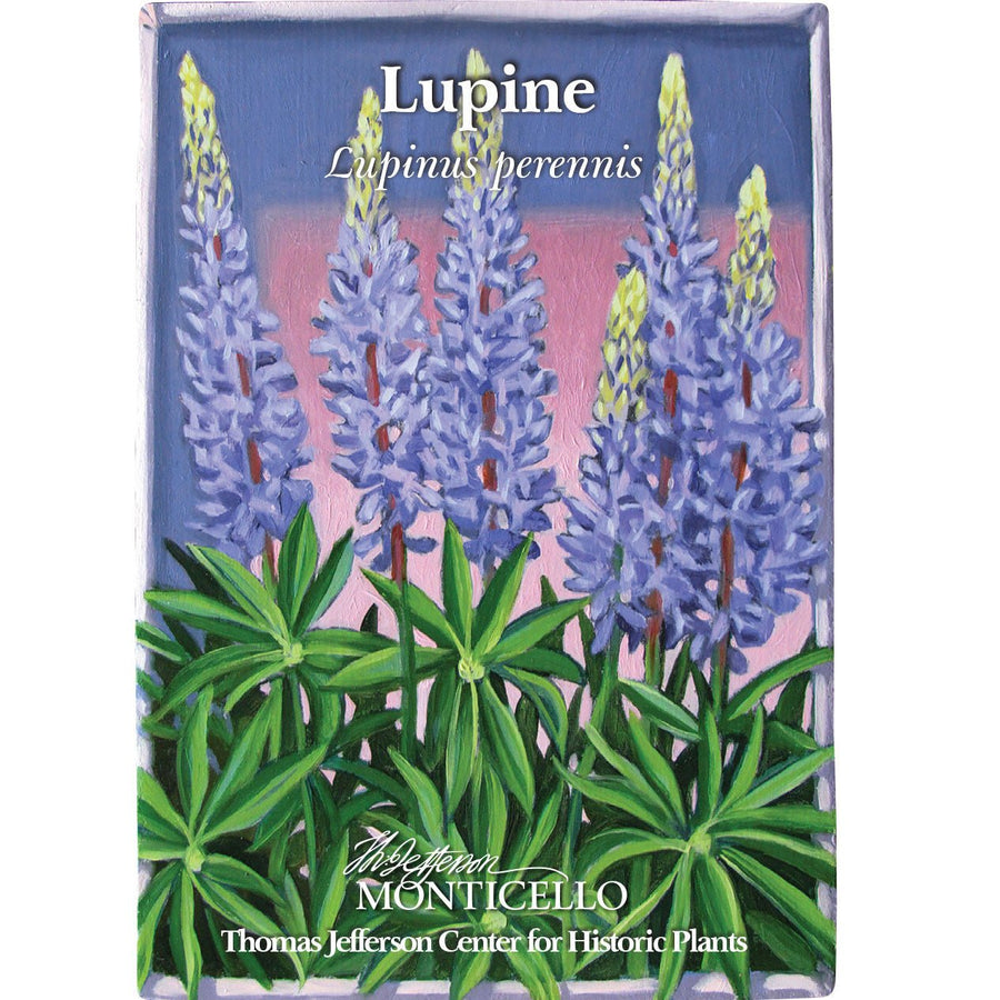 lupine wildflower seeds Lupine Seeds (Lupinus perennis) – Monticello Shop