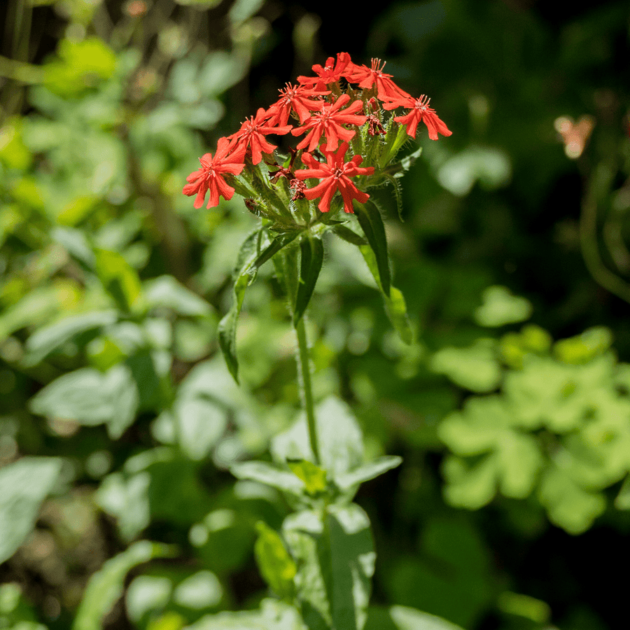 planting lychnis seeds Maltese Cross Seeds (Lychnis chalcedonica)