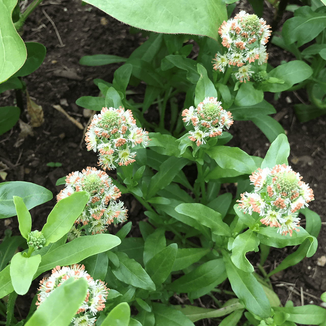 mignonette flower seeds Mignonette Seeds (Reseda odorata grandiflora) – Monticello Shop