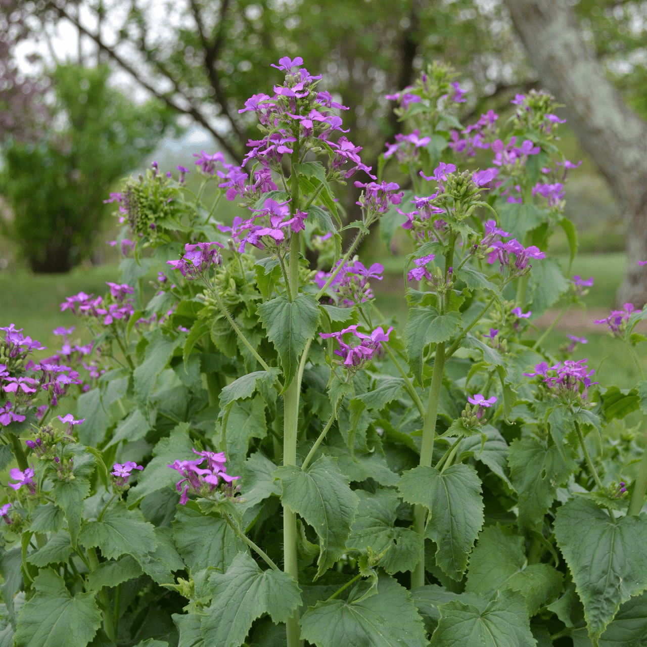purple colour money plant Money Plant Seeds (Lunaria annua) – Monticello Shop