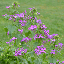 money plant lunaria biennis Money Plant Seeds (Lunaria annua) – Monticello Shop