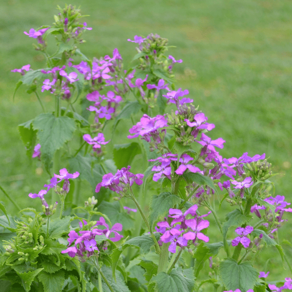 money plant purple leaves Money Plant Seeds (Lunaria annua)