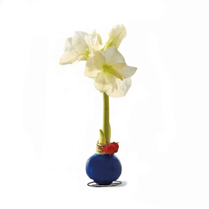 Monticello Amaryllis Bulb with Roses - Monticello Shop
