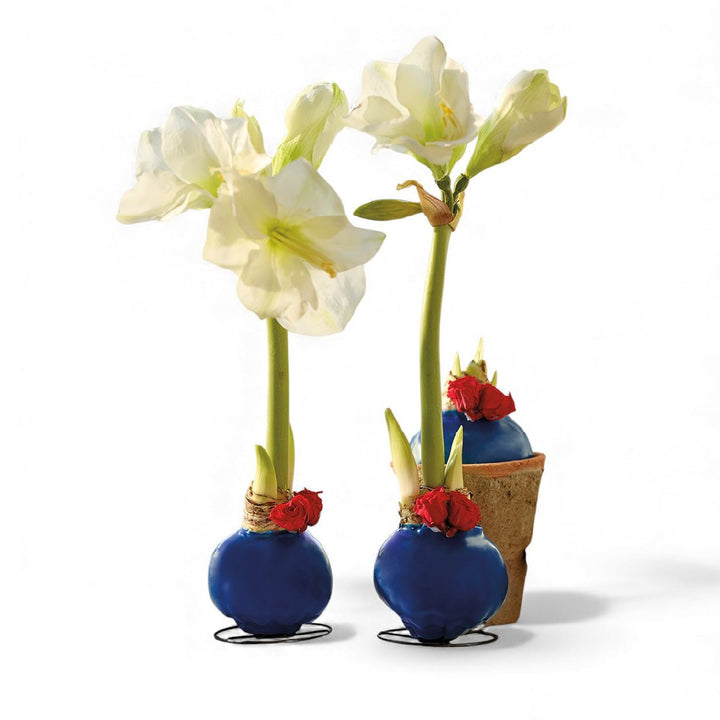 Monticello Amaryllis Bulb with Roses - Monticello Shop