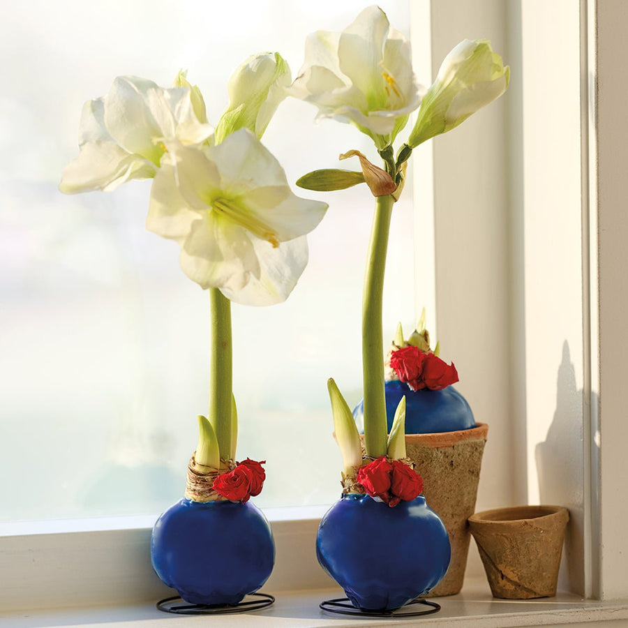 Monticello Amaryllis Bulb with Roses - Monticello Shop