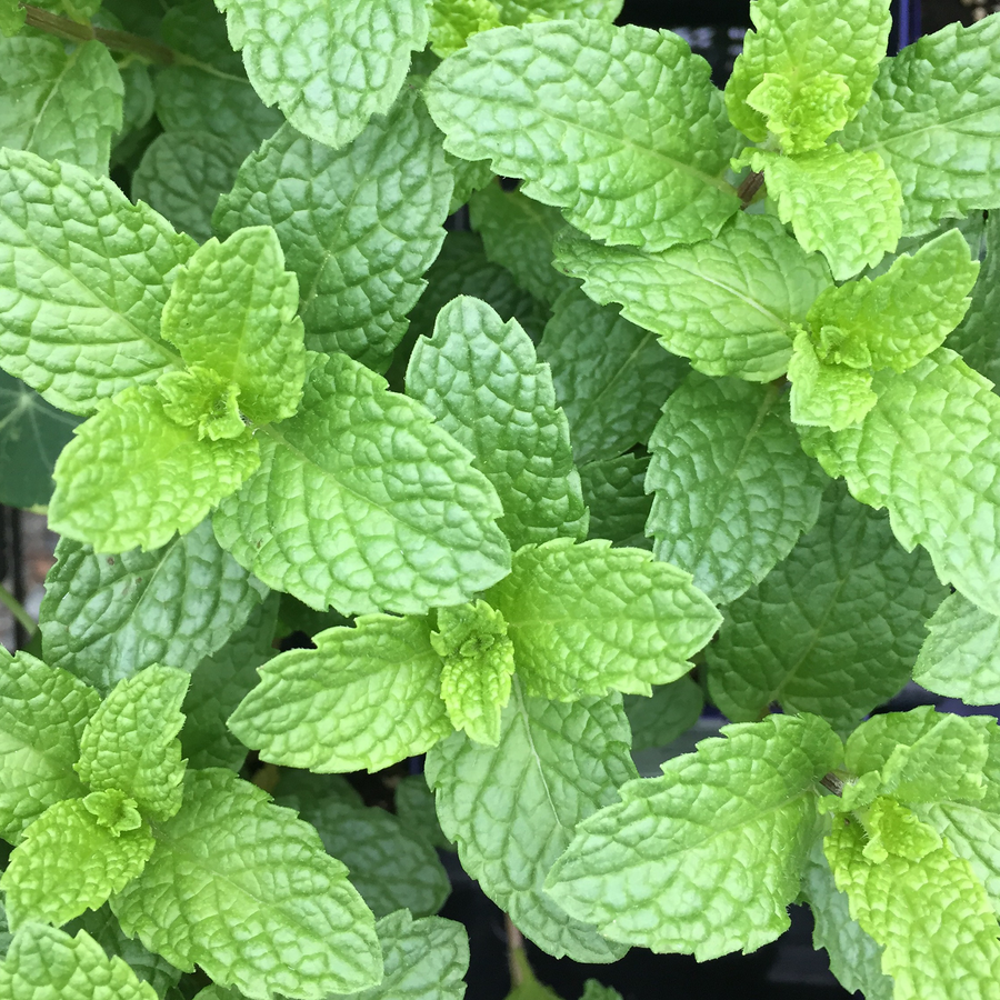 Common Mint (Mentha spp.)