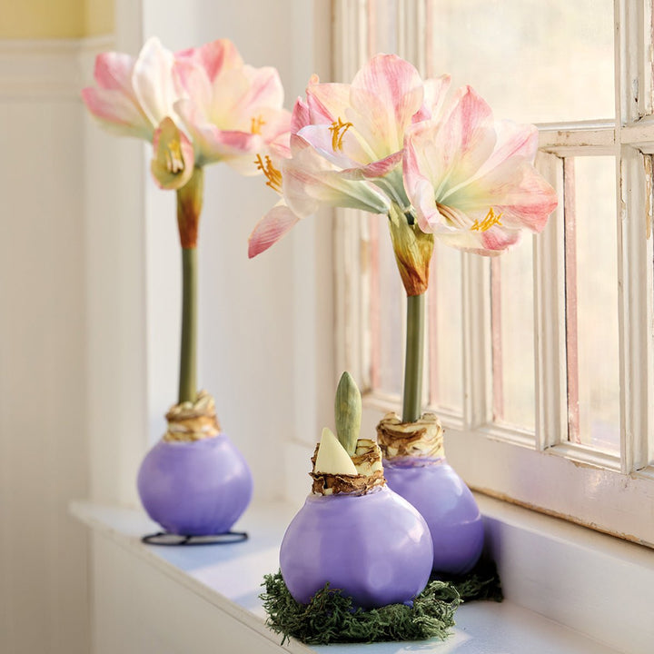 Monticello Lavender Wax Amaryllis Bulb - Monticello Shop